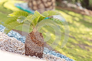 Small palm tree with rocks in hotel resort