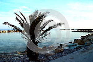 Small palm tree on a rocky beach near the Adriatic sea in Pedaso