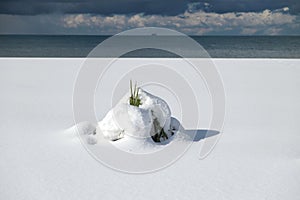 Small palm tree at the snow cowered beach