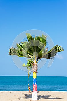 Small Palm Tree photo