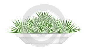 Small Palm Trees in A Flower Pot