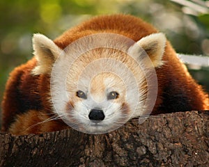 A small panda (firefox)