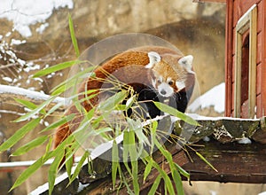 Small Panda red Panda.