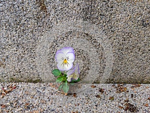 Small Pansy Growing in Cement Step photo