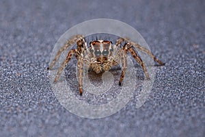 Small Pantropical Jumping Spider