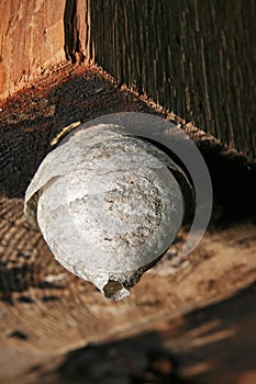 Small paper wasp nest