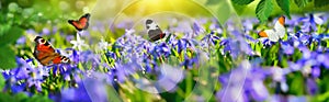 Small paradise with spring flowers and butterflies photo