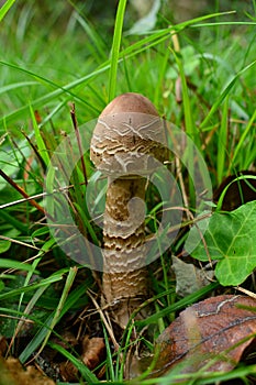 A small parasol mushroom in a meadow.