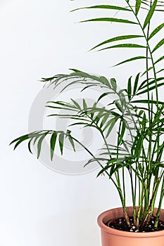 Small parlour palm Chamaedorea elegans houseplant on a white background.