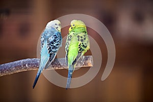 Small parrots birds, bright blue and green, sitting on tree branch on blurred copy space background. Keeping pets at home concept