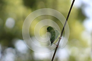 Small parrots in love in the forest