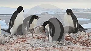 Small part of the colony of Adelie penguins that already have chicks on the Antarctic island