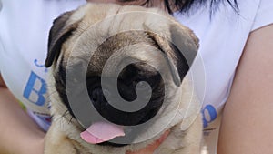 A small pash pug stuck out his tongue.