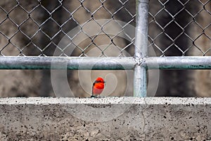 A Small Passerine Red Bird is Posing to the Camera