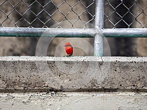 A Small Passerine Red Bird is Posing to the Camera