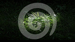 A small patch of grass in the dark.