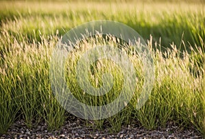 A small patch of tall grasses in a meadow serving as a microhabitat for numerous tiny creatures.. AI generated. photo