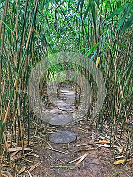 A small path through the cane.