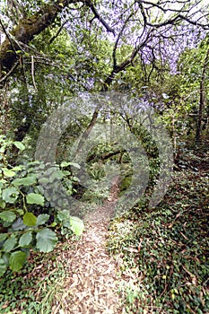 Small path covered with eucalyptus leaves in a forest with lots