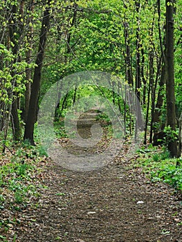 small path in the deep forest