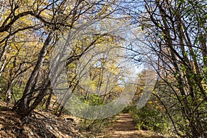 Small path into the forest