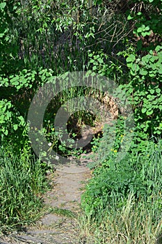 a small path into a green and dense forest
