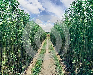 A small path inside jute plant. Jute cultivation in Assam in India.