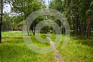 Small path in the summer forest.