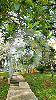 Small pathways surrounding by tropical trees