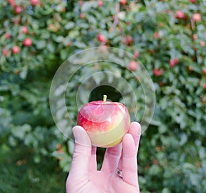 A small paula red apple held in hand in an orchard