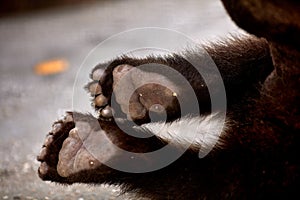Small Paws of a Cub of Brown Bear