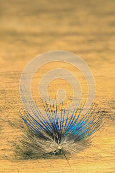 small peacock feather on a light wood