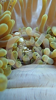 Small peacock shrimp anemone in the anemone`s tentacles