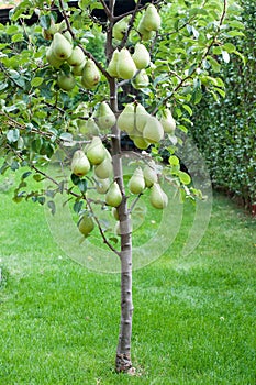 A small pear tree with many, large and ripe fruits in the garden