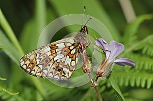 Small Pearl-border Fritillary Butterfly