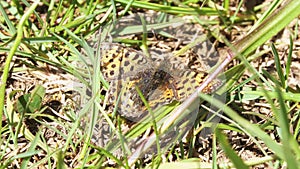 Small Pearl-border Fritillary Butterfly-Boloria selene on grass