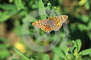 Small pearl-bordered fritillary