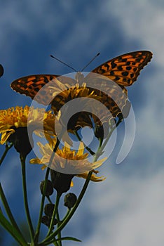 Small pearl-bordered fritillary