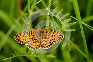 Small pearl-bordered fritillary