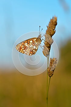 Small pearl-bordered fritillary