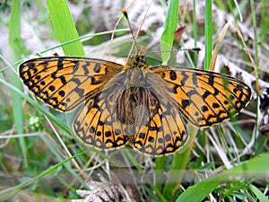 Small pearl bordered fritillary