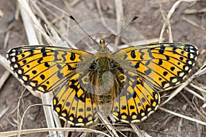 Small pearl-bordered fritillary Boloria selene upperside