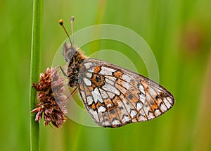 Small Pearl Bordered Fritillary butterfly