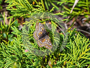 Small Pearl-bordered Fritillary butterfly euphydryas iduna on green juniper, close up. Rare butterfly from Altai. Siberia,