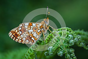 Small Pearl-bordered Fritillary butterfly on fern.