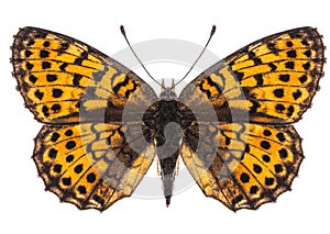 Small pearl-bordered fritillary butterfly isolated