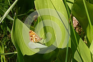 Small pearl-bordered fritillary on mayflower leaf
