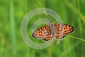 Small pearl-bordered fritillary