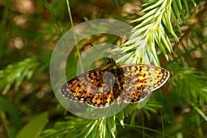 Small pearl-bordered fritillary on young fir-tree