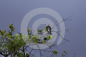A small Pearl Kite preening its feathers perched in branches against a stormy sky